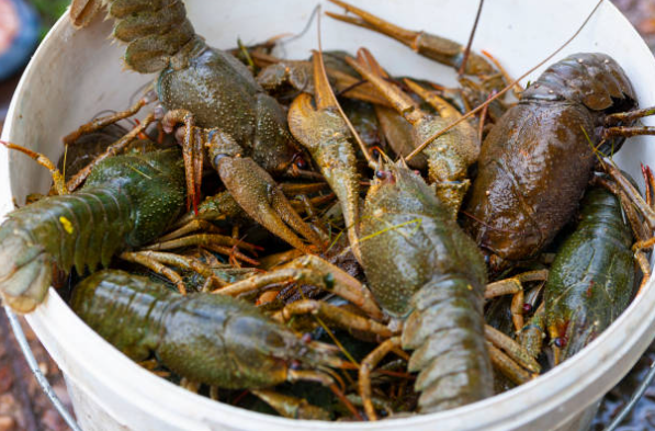 crayfish weighing system