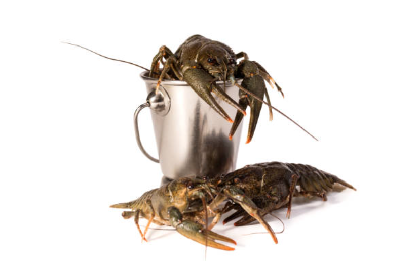 crayfish weighing solution
